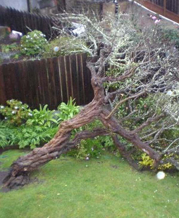 Fallen tree in back yard of home at 720 Pacheco...
