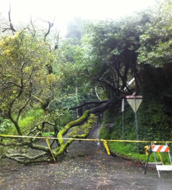 Downed tree in Mill Valley, blocking access to...