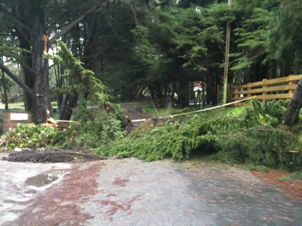 Stormy weather downs trees across Bay Area