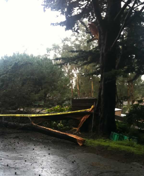 Stormy weather downs trees across Bay Area