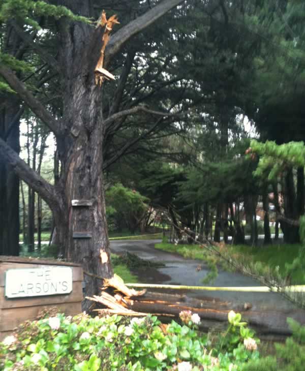 Stormy weather downs trees across Bay Area