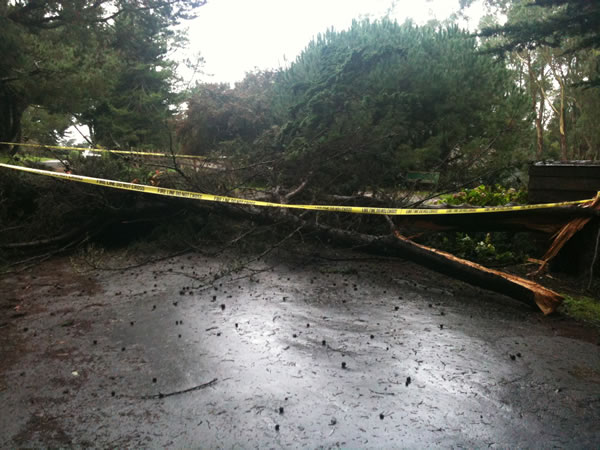 Stormy weather downs trees across Bay Area