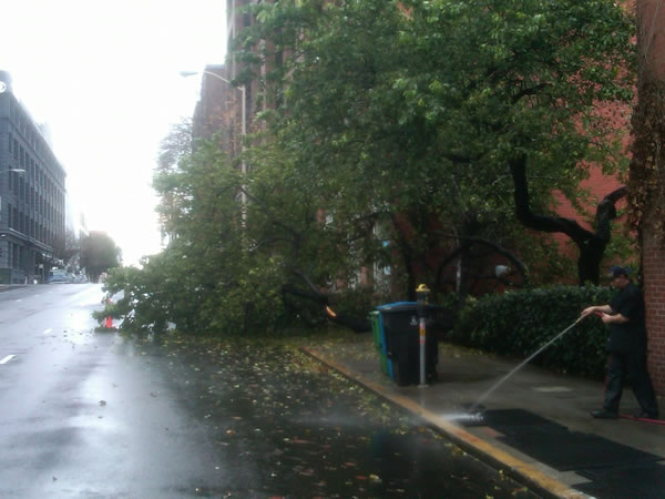 Stormy weather downs trees across Bay Area