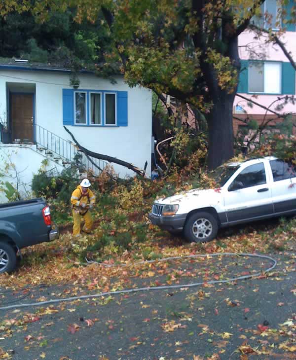 Stormy weather downs trees across Bay Area