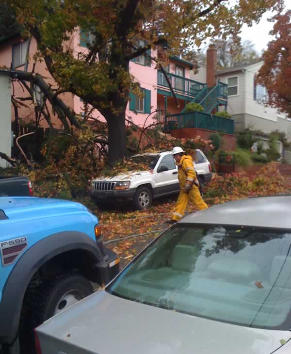 Stormy weather downs trees across Bay Area