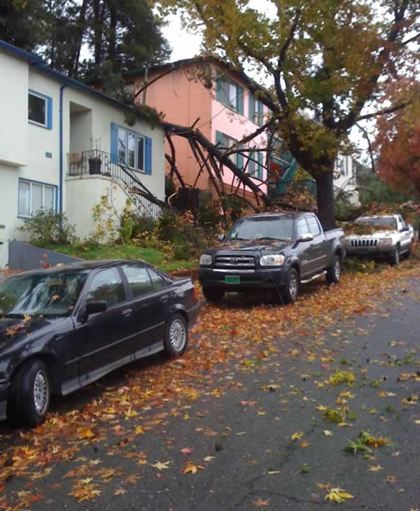 Stormy weather downs trees across Bay Area
