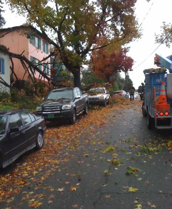 Stormy weather downs trees across Bay Area