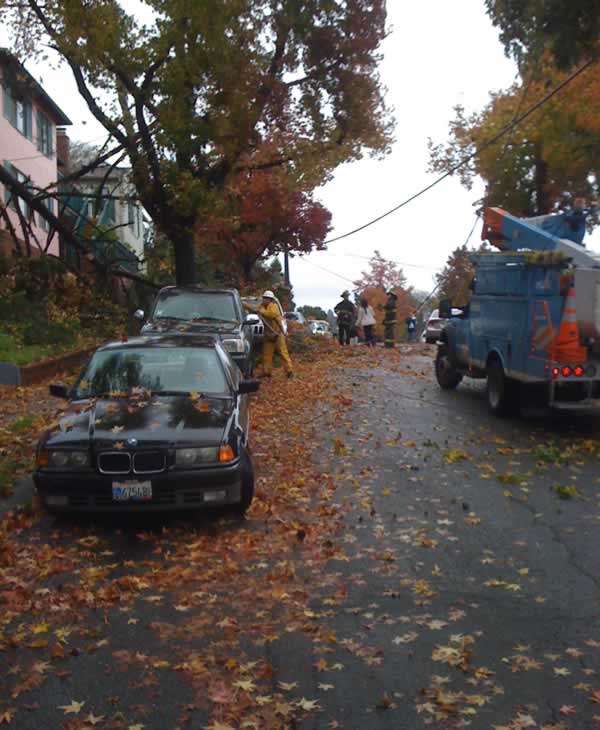 Stormy weather downs trees across Bay Area