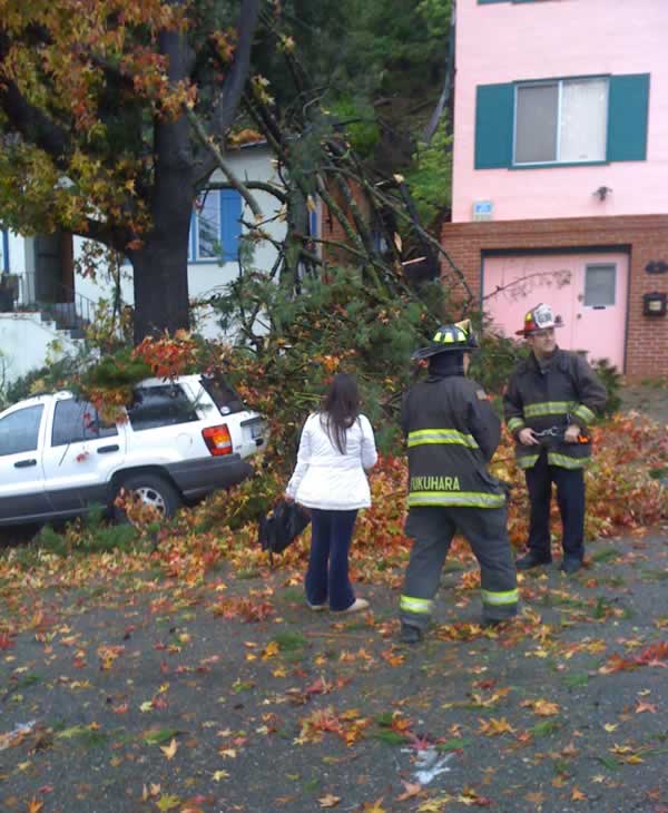 Stormy weather downs trees across Bay Area