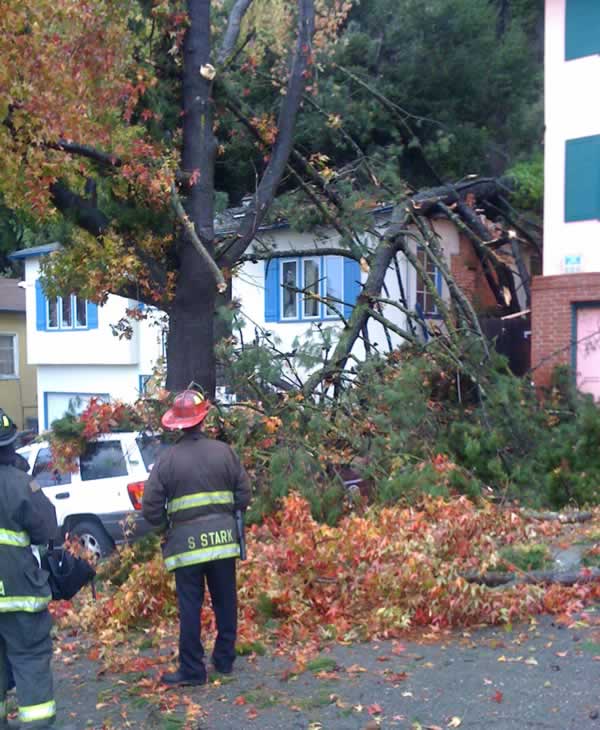 Stormy weather downs trees across Bay Area