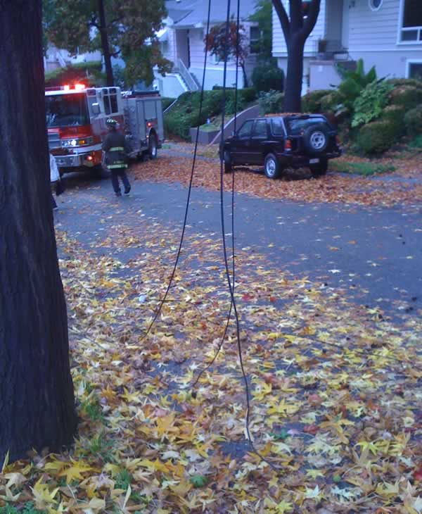 Stormy weather downs trees across Bay Area