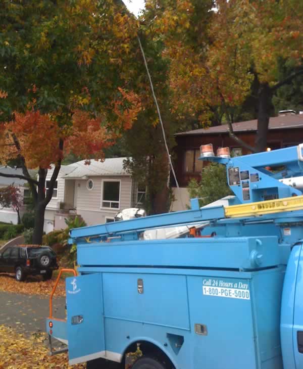 Stormy weather downs trees across Bay Area