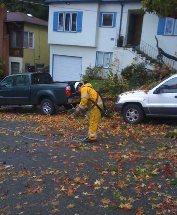 Stormy weather downs trees across Bay Area