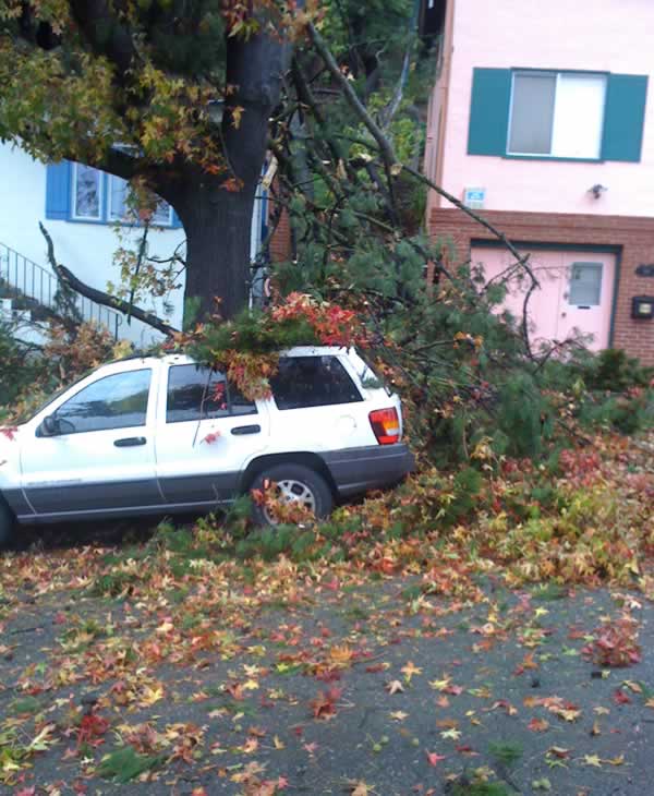 Stormy weather downs trees across Bay Area