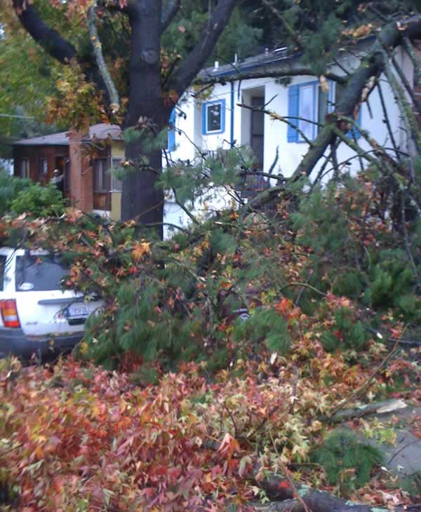 Stormy weather downs trees across Bay Area