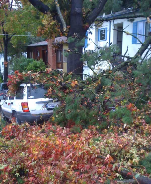 Stormy weather downs trees across Bay Area