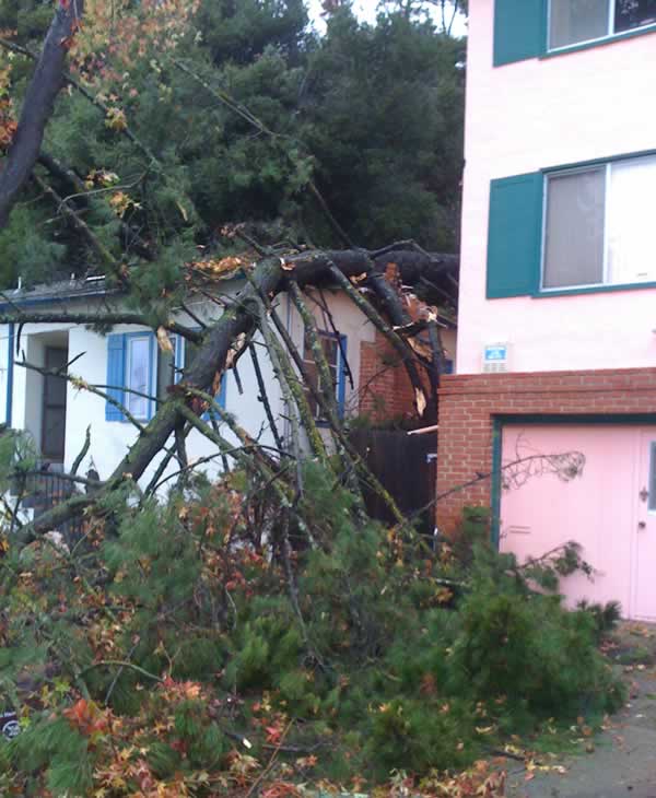 Stormy weather downs trees across Bay Area