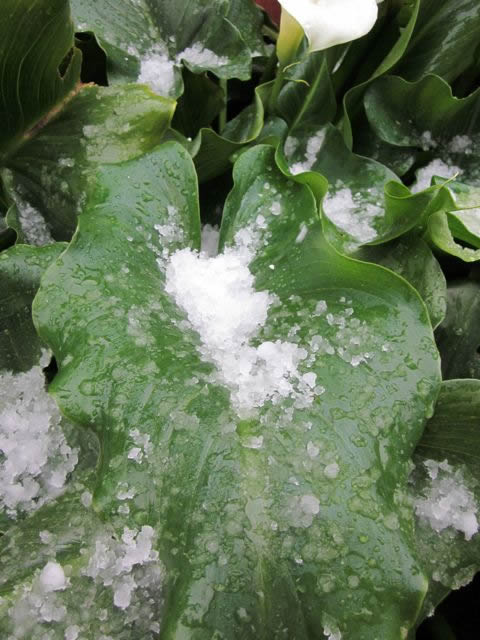 An isolated thunderstorm brings a mix of hail...
