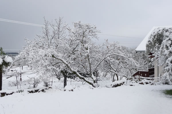 Snow in Lakeport, Calif., February 25, 2011