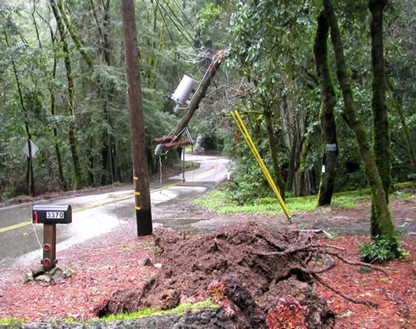 Fallen tree near Scotts Valley, March 24, 2011...
