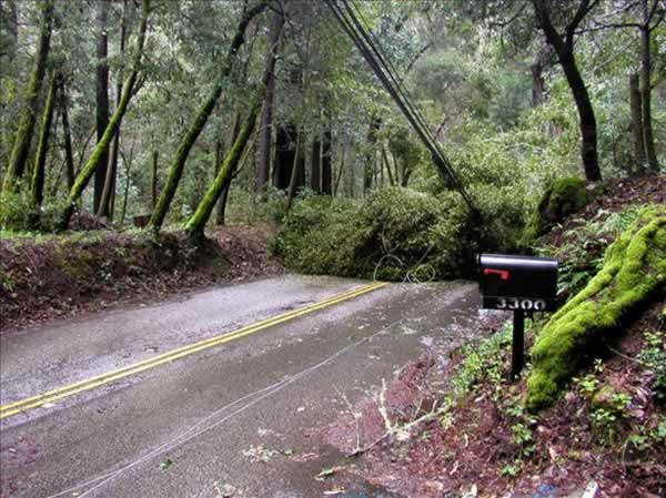 Fallen tree near Scotts Valley, March 24, 2011...
