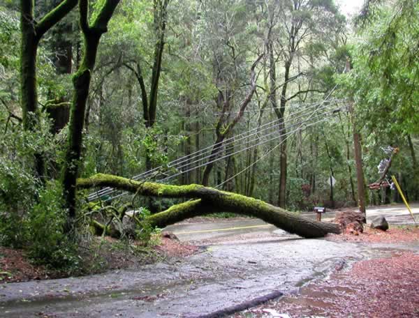 Fallen tree near Scotts Valley, March 24, 2011...