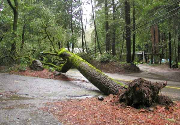 Fallen tree near Scotts Valley, March 24, 2011...