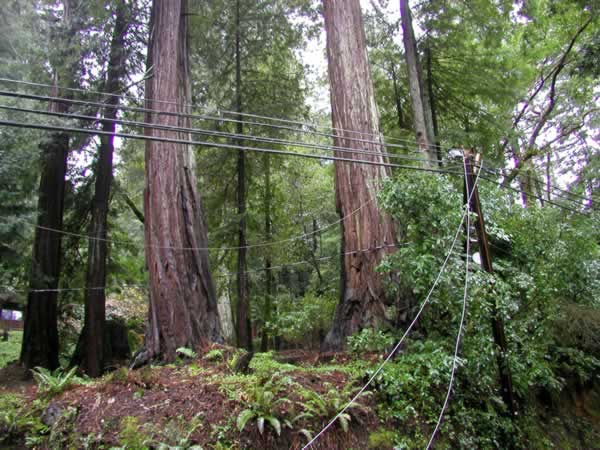 Fallen tree near Scotts Valley, March 24, 2011...
