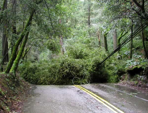 Fallen tree near Scotts Valley, March 24, 2011...