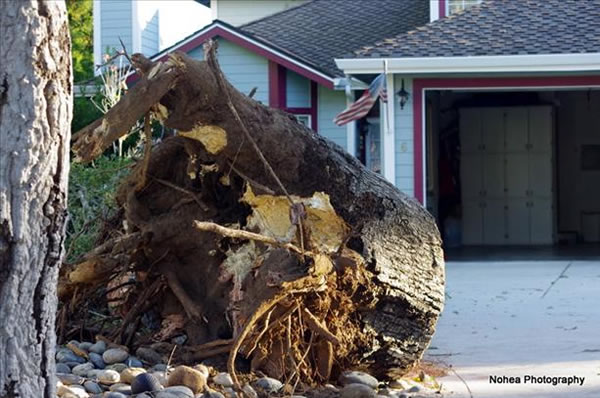 Wind storm damage in Scotts Valley