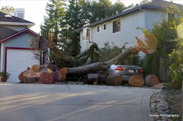 Wind storm damage in Scotts Valley