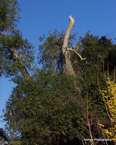 Wind storm damage in Scotts Valley