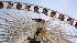 Photos from the Houston Livestock Show and Rodeo...