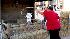 Photos from the Houston Livestock Show and Rodeo...