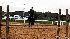 Photos from the Pin Oak Charity Horse show at...