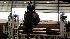 Photos from the Pin Oak Charity Horse show at...