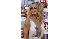Farrah Fawcett remembered