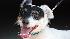Its a high-flying canine competition as Dock...