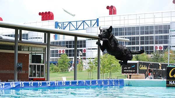 Its a high-flying canine competition as Dock Dogs take to the air and water at Discovery Green in downtown Houston, June 26-28, 2009. (Photo: Gina Larson)
