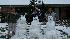 Snowpeople of Needville/Guy  (Photo by: Renee...
