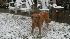 Pumpkin enjoys the Snow!  (Photo by: Laura Dunham)