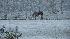 Snowing heavier now  (Photo by: Linda Moore)