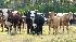 Cattle