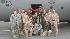 Houston Texans Cheerleaders in Iraq (Photo...