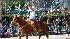 Photos from Rodeo Houston Parade, February 27,...