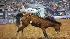 Images from 2010 Rodeo Houston at Reliant...