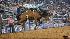 Images from 2010 Rodeo Houston at Reliant...