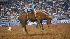Images from 2010 Rodeo Houston at Reliant...