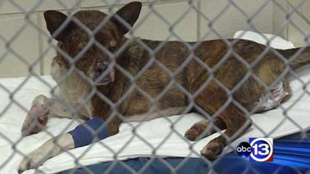 A boxer mix found in northwest Houston with steel jaw traps on one paw and his scrotum is recovering at the SPCA.