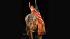 Image from the Ringling Brothers and Barnum and...